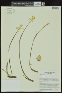 Cooperia drummondii image