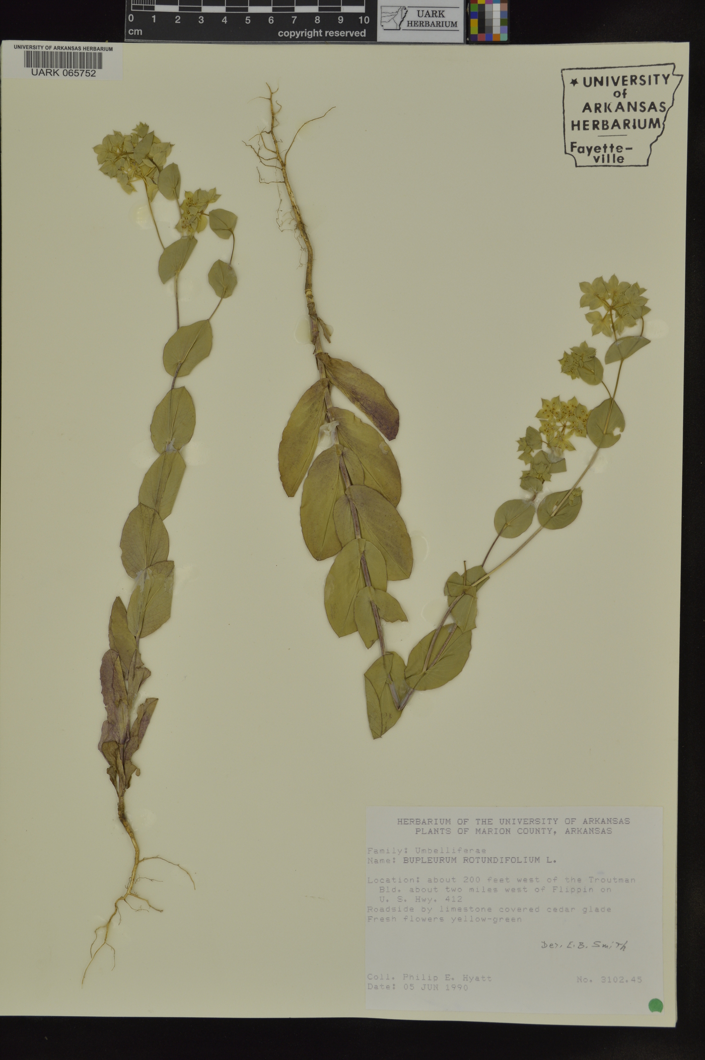 Bupleurum rotundifolium image