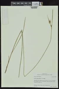 Scleria ciliata var. ciliata image