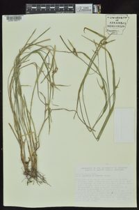 Scleria oligantha image