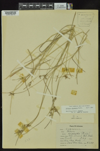 Scleria oligantha image