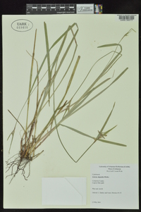 Scleria oligantha image