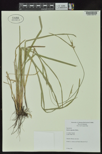 Scleria oligantha image