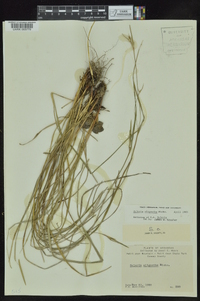 Scleria oligantha image