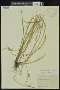 Scleria oligantha image