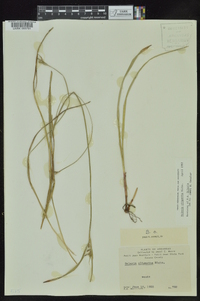 Scleria oligantha image