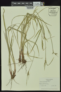 Scleria oligantha image