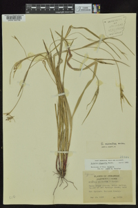 Scleria oligantha image