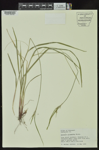 Scleria oligantha image