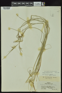 Scleria oligantha image