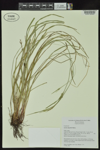 Scleria oligantha image