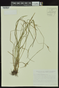 Scleria oligantha image