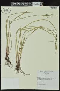 Scleria oligantha image