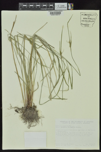 Scleria oligantha image