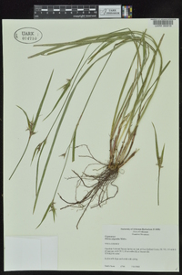 Scleria oligantha image