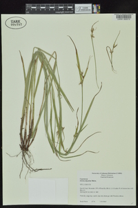 Scleria oligantha image