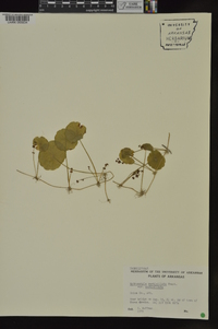 Hydrocotyle verticillata image