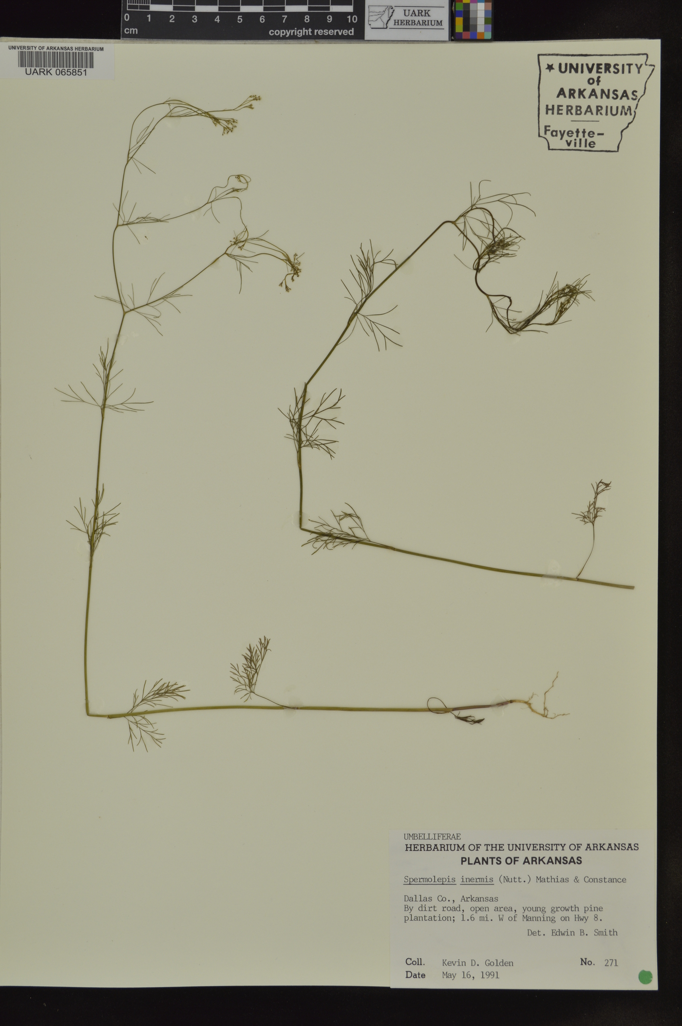 Spermolepis inermis image