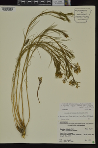 Amsonia ciliata var. ciliolata image