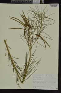 Amsonia hubrichtii image