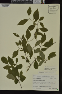 Ilex ambigua image