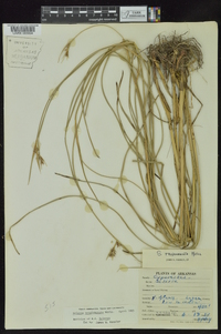 Scleria triglomerata image