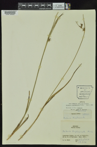 Scleria triglomerata image