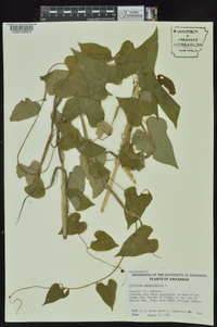 Dioscorea oppositifolia image