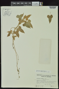 Dioscorea polystachya image