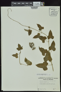 Dioscorea oppositifolia image