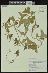 Dioscorea polystachya image