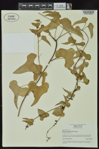 Dioscorea polystachya image