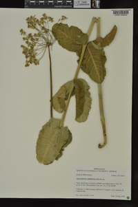 Asclepias amplexicaulis image