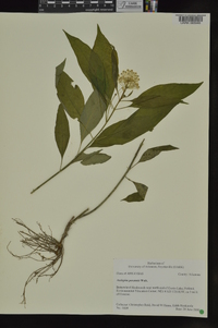 Asclepias perennis image