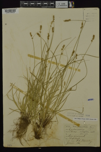 Carex retroflexa image