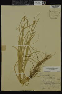 Carex muehlenbergii var. enervis image