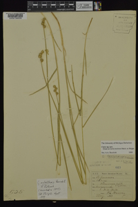 Carex molestiformis image