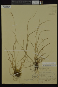 Carex swanii image