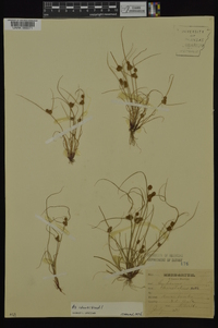 Cyperus squarrosus image