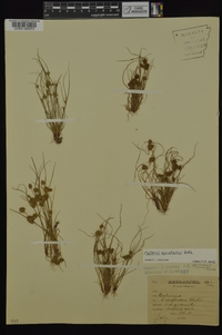 Cyperus squarrosus image