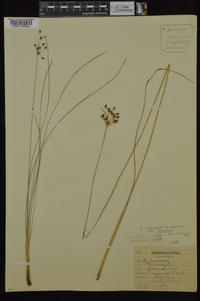 Fimbristylis puberula image