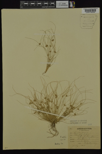 Fimbristylis vahlii image