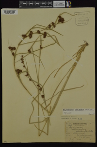 Rhynchospora capitellata image