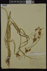 Rhynchospora corniculata image