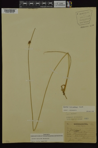 Juncus coriaceus image