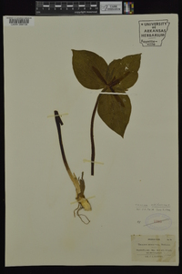 Trillium viridescens image