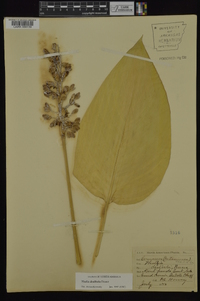 Thalia dealbata image