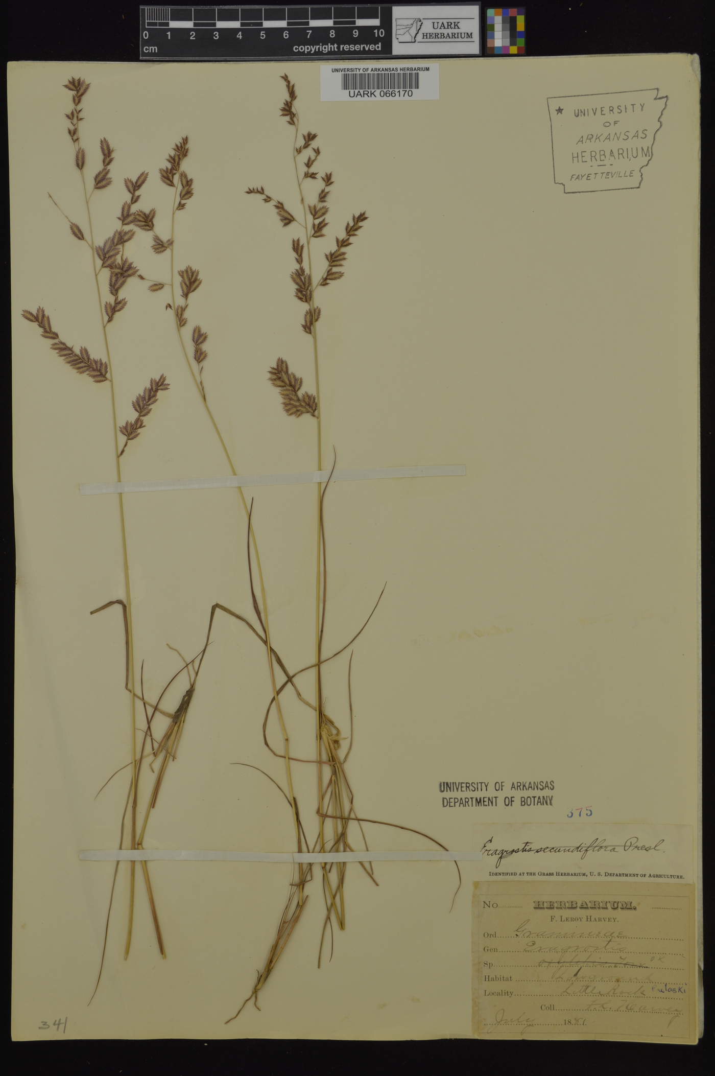 Eragrostis secundiflora subsp. oxylepis image