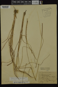 Coelorachis cylindrica image