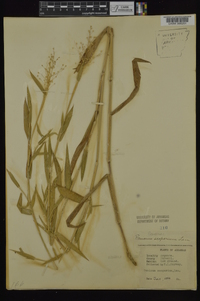 Dichanthelium scoparium image